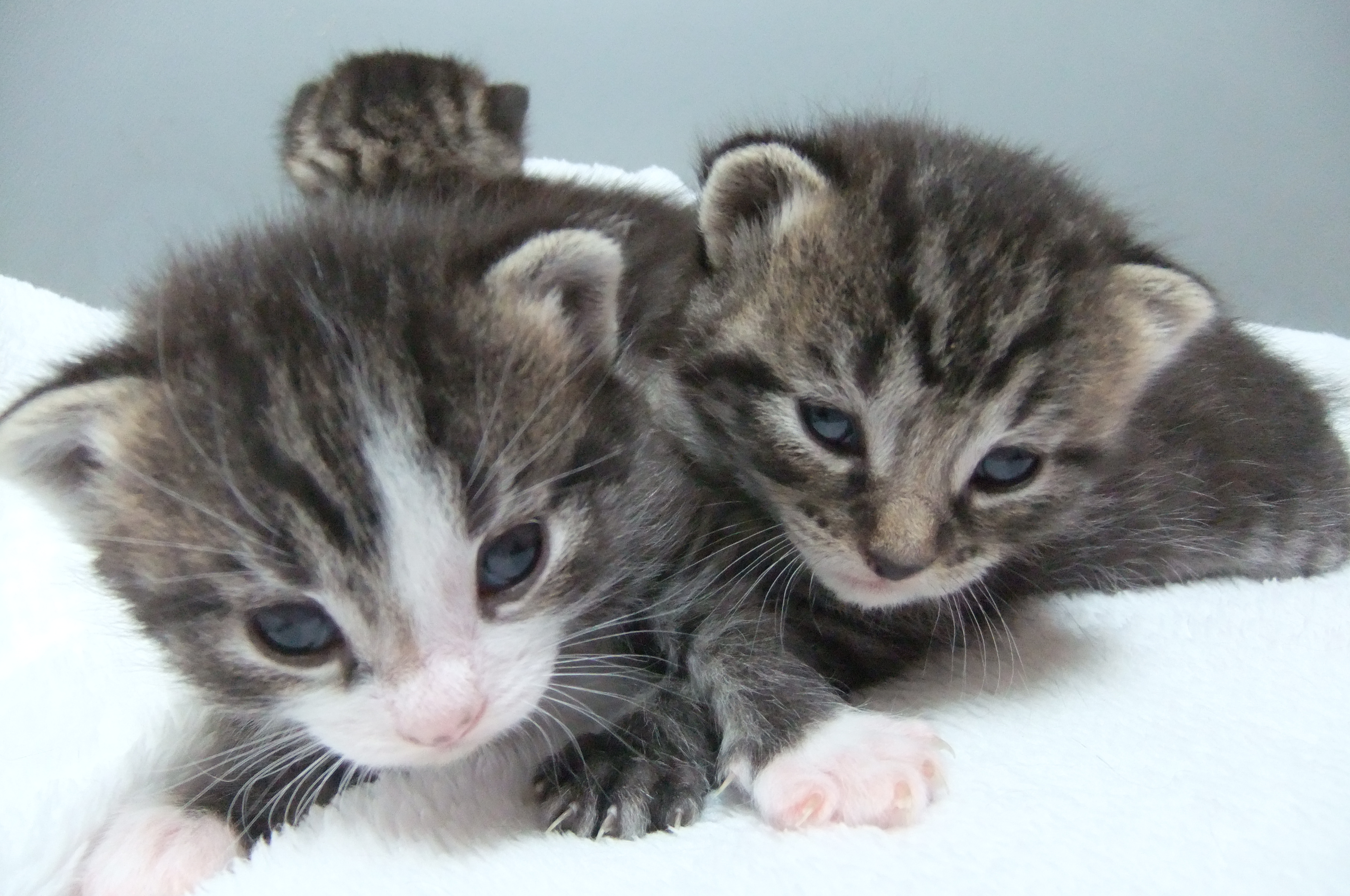 werkgelegenheid mooi Begraafplaats Informatie over kittens - Dierenasiel Walcheren